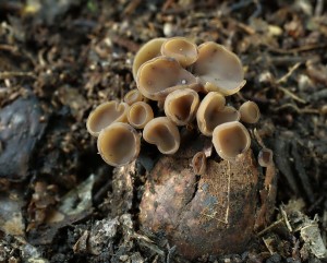 Ciboria batschianaB (2).jpg