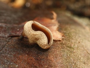 Ciboria rufofusca2.jpg