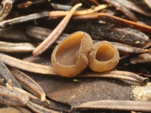 Ciboria rufofusca3.jpg