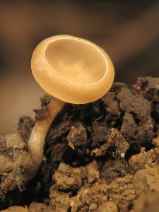 Ciboria sp.1.jpg