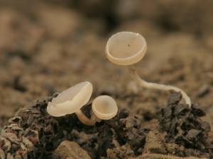 Ciboria sp.2.jpg