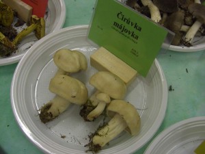 CIMG8397.jpg