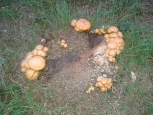 Cirvky od Slanho 2015-10-02 18.jpg
