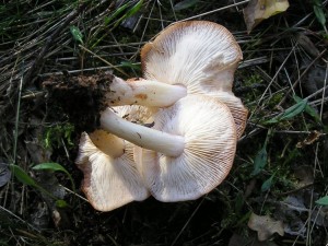 ciruvka4.jpg