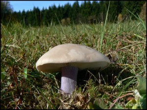 Ciruvka dvoubarva (Lepista saeva) 1.jpg