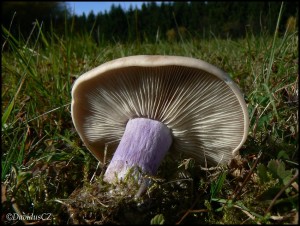 Ciruvka dvoubarva (Lepista saeva) 2.jpg