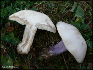 Ciruvka dvoubarva (Lepista saeva) 3.jpg