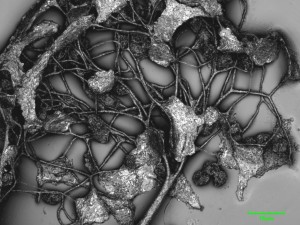 Clast--1b.jpg
