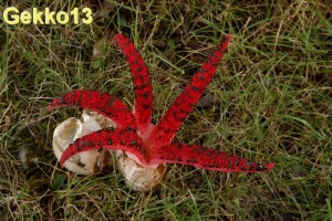 clathrus.jpg