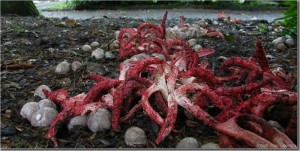 Clathrus_archeri01.jpg