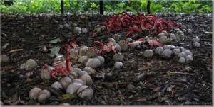 Clathrus_archeri02.jpg