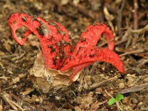 Clathrus archeri1.jpg