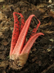 Clathrus archeri2.jpg