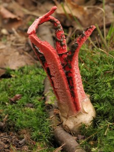 Clathrus archeri3.jpg
