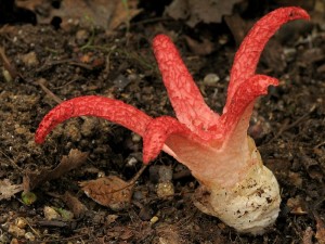 Clathrus archeri4.jpg