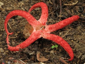 Clathrus archeri5.jpg