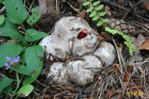 Clathrus_archeri 01.jpg