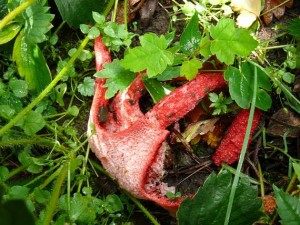 Clathrus archeri.jpg