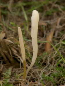 Clavaria acuta2.jpg
