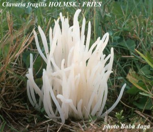 Clavaria fragilis.jpg