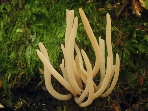 Clavaria fumosa.jpg