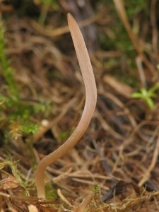 Clavaria incarnata.jpg
