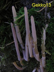 Clavaria purpurea2.JPG