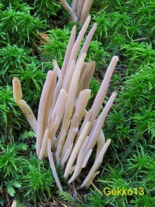 Clavaria purpurea.JPG