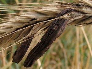 Claviceps purpurea3.jpg