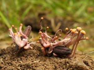 Claviceps purpurea3.jpg