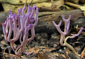 Clavulina amethystina.jpg