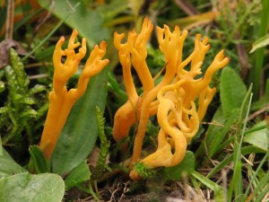 Clavulinopsis corniculata.jpg