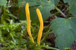 clavulinopsis_laeticolor_dm_1.jpg