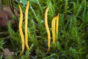 clavulinopsis_laeticolor_dm_2.jpg