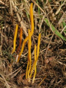 Clavulinopsis luteoalba2.jpg