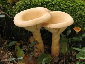 Clitocybe geotropa1.jpg