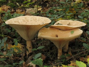 Clitocybe geotropa2.jpg