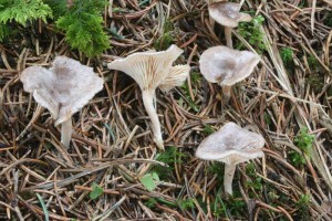 Clitocybe_pruinosa.jpg