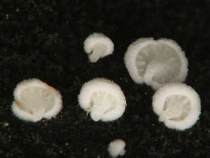 Clitopilus hobsonii.jpg