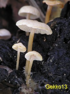 Collybia_cirrhata3.JPG