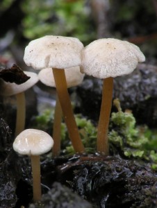 Collybia_cirrhata.JPG