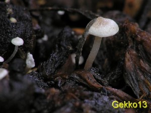 Collybia_cookei2.JPG