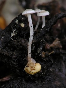 Collybia_cookei.JPG