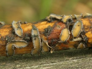 Colpoma quercina1.jpg