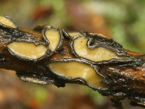 Colpoma quercina2.jpg