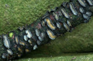 Colpoma quercinum.jpg
