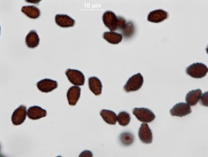 coprin-100xb--2.jpg