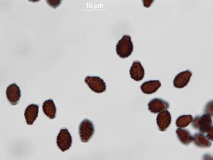 coprin-100xb--3.jpg