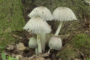 coprinopsis_insignis_dm_3.jpg