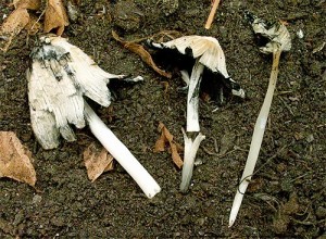 Coprinus (Lanatuli).jpg